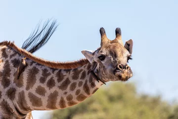 Foto op Plexiglas South African giraffe feeding from ground, cute portrait with birds on neck. Chobe National Park, Botswana safari wildlife © ArtushFoto