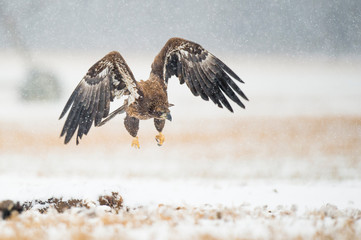 A Juvenile Bald Eagle flying in the snow in an open field on a cold winter day.