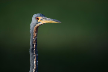 A close head shot of a Tricolored Heron showing off its yellow bill and bright red eye with a smooth green background.