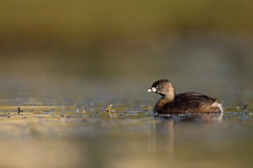 A small and cute Pied-billed Grebe swims in calm water in the early morning sunlight with a smooth background.