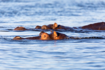 Hippo Hippopotamus Hippopotamus in water. Visible head with eye. Chobe National Park, Botswana. Africa safari wildlife