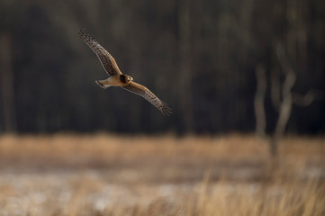 A Northern Harrier flies over an open field with a tree background in the winter on a bright sunny day.