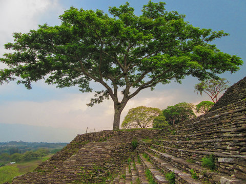 tree on the temple