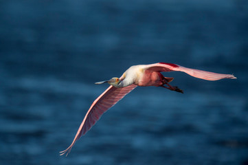 A bright pink Roseate Spoonbill flies over bright blue water on a sunny day.