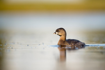 A small and cute Pied-billed Grebe swims in calm water in the early morning sunlight with a smooth background.