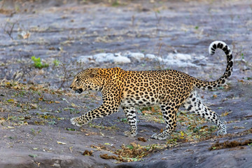 one of most beautiful cat, south african leopard walking on bank of Chobe river, Panthera pardus, Chobe National Park, Botswana, Africa wildlife
