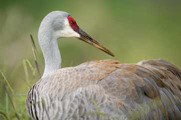 A Sandhill Crane close up as it preens its feathers with yellow and orange dust on its feathers...