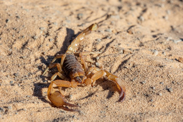 Scorpions walking in sand of Chobe national park, predatory arachnids of the order Scorpiones, Botswana, Africa wildlife and wilderness