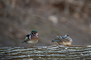 A pair of Wood Ducks perched on a log over water in soft light with a smooth brown background.