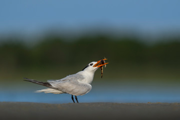 A Royal Tern standing on sand with a Sea Robin Fish in its beak with a smooth green and blue background.