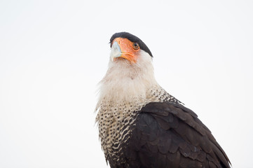 Close up portrait of a Crested CaraCara against a white background in soft overcast light.