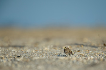 A small Horned Lark stands on a sandy beach in bright sunlight with the blue sky in the background.