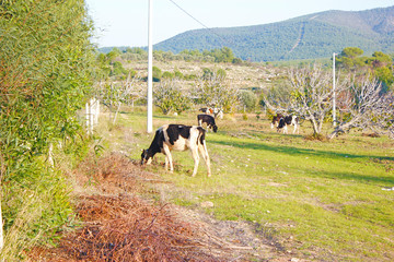 A few cows are grazing on a green field
