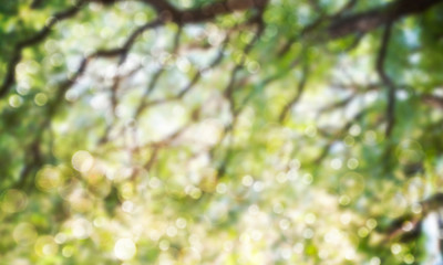 Blurred Spring background with bokeh