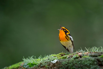 A bright orange and black Blackburnian Warbler sings out perched on a mossy log with a smooth green background.