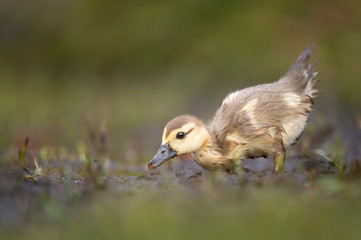 A Muscovy Duckling searches for food in the mud with green grass in front and behind it in soft overcast light.