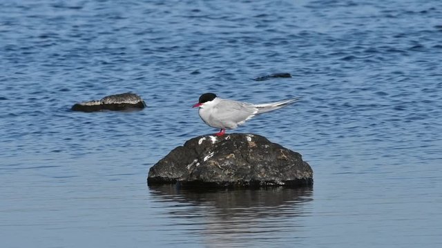 Arctic tern (Sterna paradisaea) perched on rock in loch in spring
