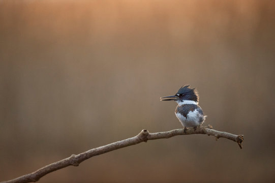 A Belted Kingfisher perched on a bare branch with a smooth brown and orange background in the early morning soft sunlight.