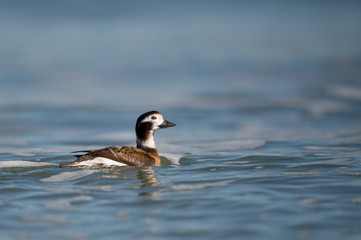 A Long-tailed duck swims in the ocean with bright blue water on a sunny day.