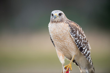 A close portrait of a Red-shouldered Hawk with a smooth background in soft light with its piercing eyes.