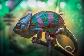 A green, pink and blue chameleon is sitting on a branch