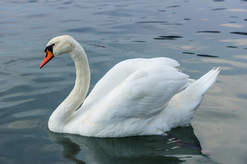 Obraz premium Close-up of a graceful wild white swan in a lake and reflection.