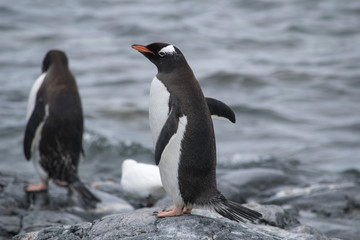 Two Gentoo Penguins, Pygoscelis Papua in love in Antarctica