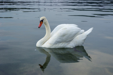 Close-up of a graceful wild white swan in a lake and reflection.