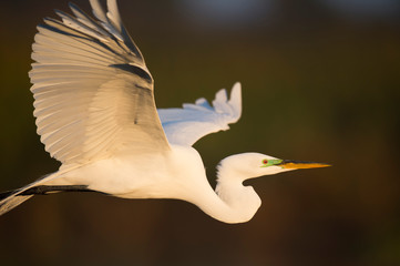 A large white Great Egret flies in front of a green grass background in the golden morning sunlight.