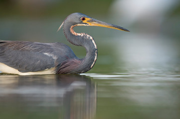 A Tricolored Heron stalks prey in the shallow water in soft overcast light with a smooth green background.