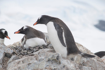 Two Gentoo Penguins, Pygoscelis Papua in love in Antarctica