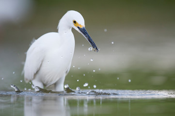 A white Snowy Egret wades in the shallow water catching small minnnows in its beak in soft light with a smooth background.
