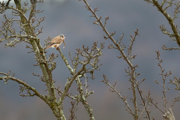 American Kestrel perched in a tree swallowing a snake in soft overcast light.