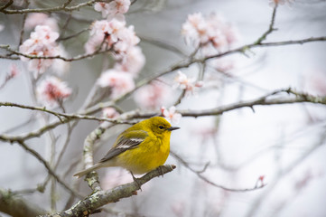 Bright yellow Pine Warbler perched in a flowering tree in spring in sotf overcast light.