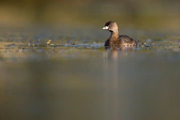 A small and cute Pied-billed Grebe swims in calm water in the early morning sunlight with a smooth background.