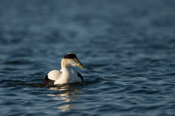 A male Common Eider swims in the calm bright blue water on a sunny day.