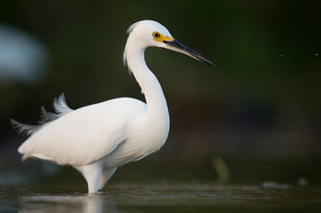 A Snowy Egret stalks prey in shallow water in early morning sunlight with a dark green background.