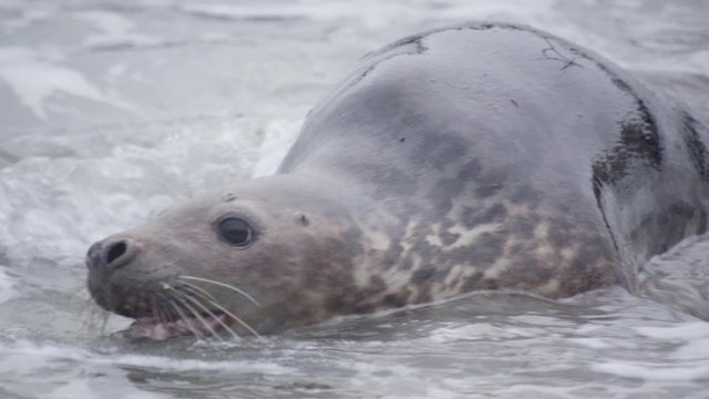 grey seal - wildlife - Helgoland 4K