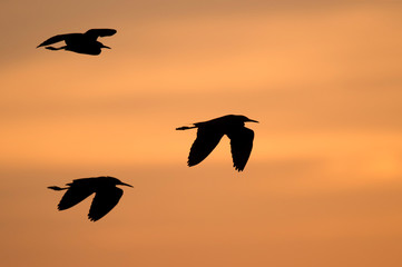 A group of Cattle Egrets silhouettee as they fly in front of an orange sunset sky .