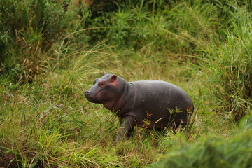hippo, baby hippo in the wilderness of Africa