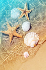 Fototapeta na wymiar Starfish and seashell on the summer beach in sea water. Summer background.