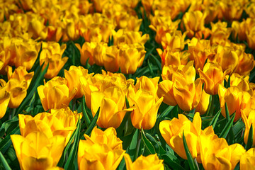 Obraz premium Tulips Yellow