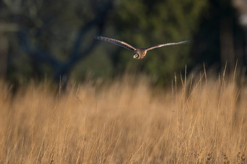 A Northern Harrier flies over an open field as the golden setting sunlight shines on it.