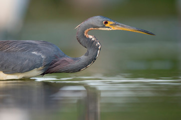 A Tricolored Heron stalks prey in the shallow water in soft overcast light with a smooth green background.