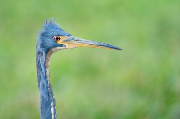 A close-up detailed photo of a Tricolored Heron portrait with a smooth green grass background in soft light.