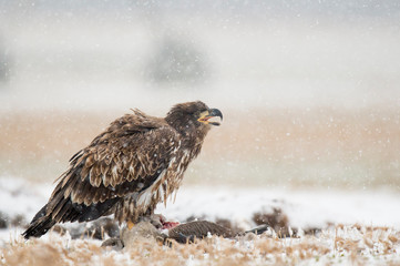 A juvenile Bald Eagle stands on a carcass in a farm field on a snowy winter day.