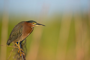 A Green Heron perched on a branch with a smooth green background in the bright morning sunlight.