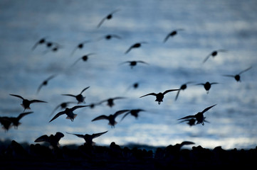 A flock of Dunlin lands on the beach with a blue ocean background.