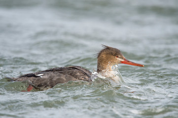 A female Red-breasted Merganser swims in clear cold water on an overcast day.