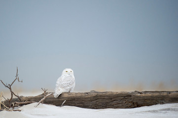 A Snowy Owl perched on a large piece of driftwood in soft overcast light in a light snow on a winter day.